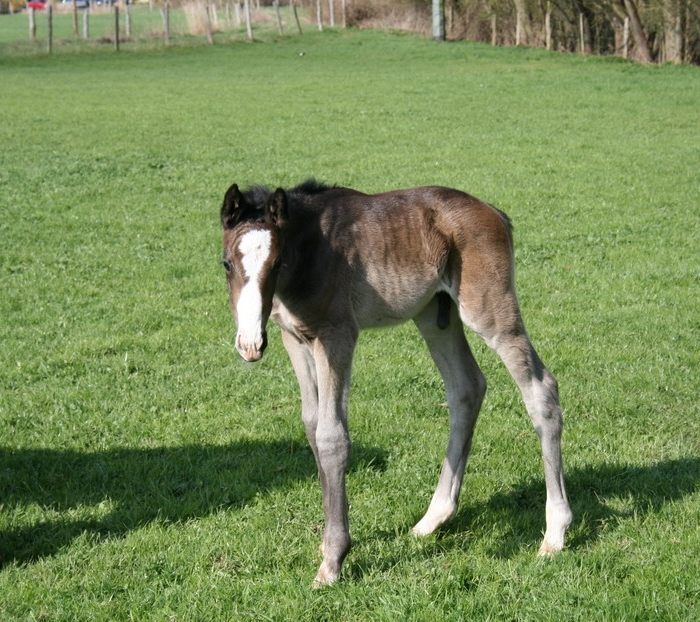 neues Fohlen10