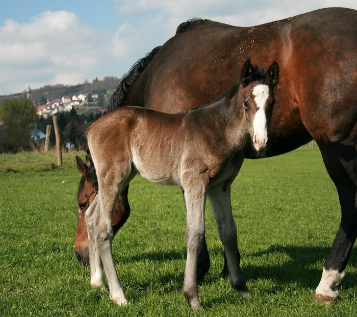 neues Fohlen3