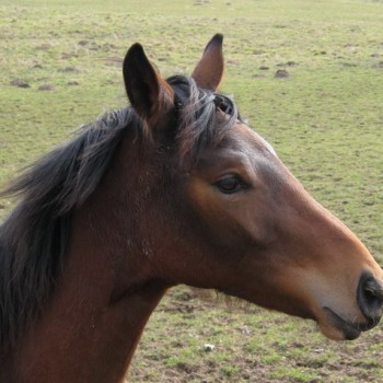 Ein Foto von einem braunen Pferd in der Natur.